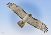 30th Mar 2023 - Red Tailed Hawk