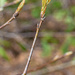 Leaves opening...