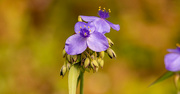 30th Mar 2023 - Spiderwort Flower!