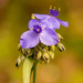 Spiderwort Flower! by rickster549
