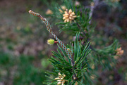 29th Mar 2023 - Tiny new pine cone...