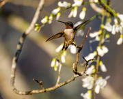 30th Mar 2023 - Ruby-throated Hummingbird