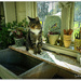 Potting Shed Puss