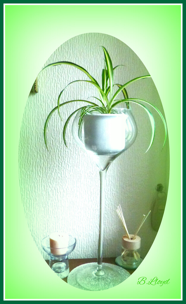 Spider plant  by beryl