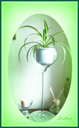 30th Mar 2023 - Spider plant 