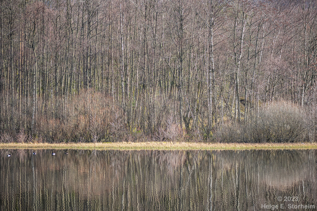 Trees & reflection by helstor365