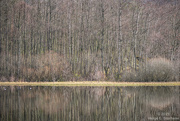 31st Mar 2023 - Trees & reflection