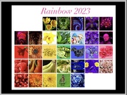 31st Mar 2023 - Rainbow Challenge 2023
