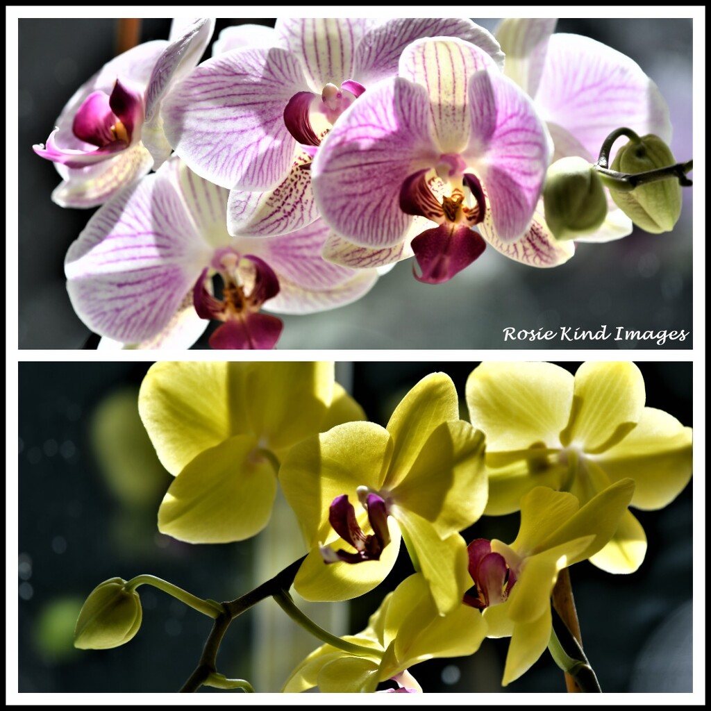 Orchids by rosiekind