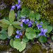 Viola