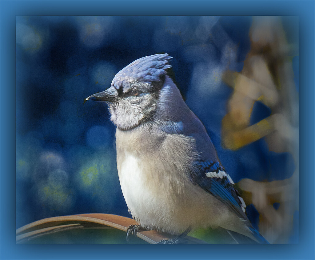 Bluejay for Blue Friday by gardencat