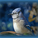 Bluejay for Blue Friday