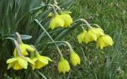 31st Mar 2023 - Daffodils