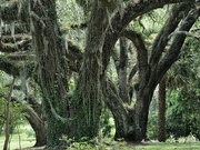 31st Mar 2023 - Southern Live Oak Trees