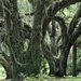 Southern Live Oak Trees by lsquared