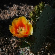 28th Mar 2023 - Westby Drive Cactus flower