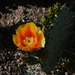 Westby Drive Cactus flower by sandlily