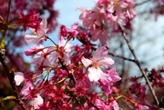 31st Mar 2023 - cherry blossoms