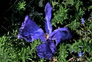 28th Mar 2023 - Wilted hyacinth