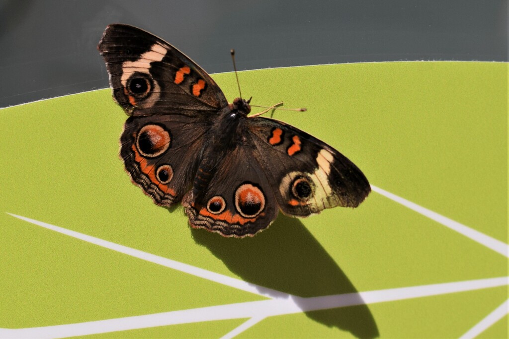 Buckeye butterfly by sandlily