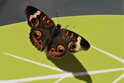 29th Mar 2023 - Buckeye butterfly