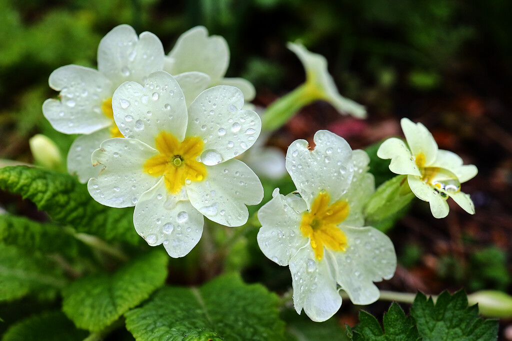 Primrose on a wet day!!...........714 by neil_ge