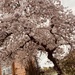Fleeting blossom by denidouble