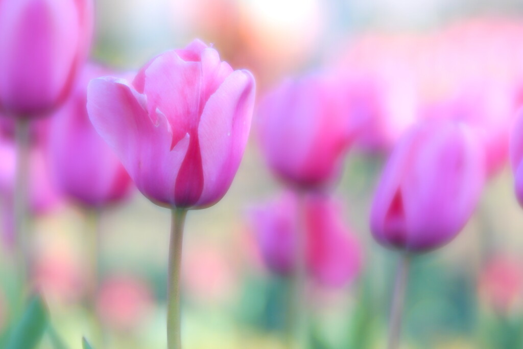 Tulip Heaven by sunnygirl