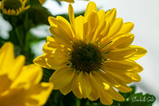 31st Mar 2023 - Yellow Chrysanthemum