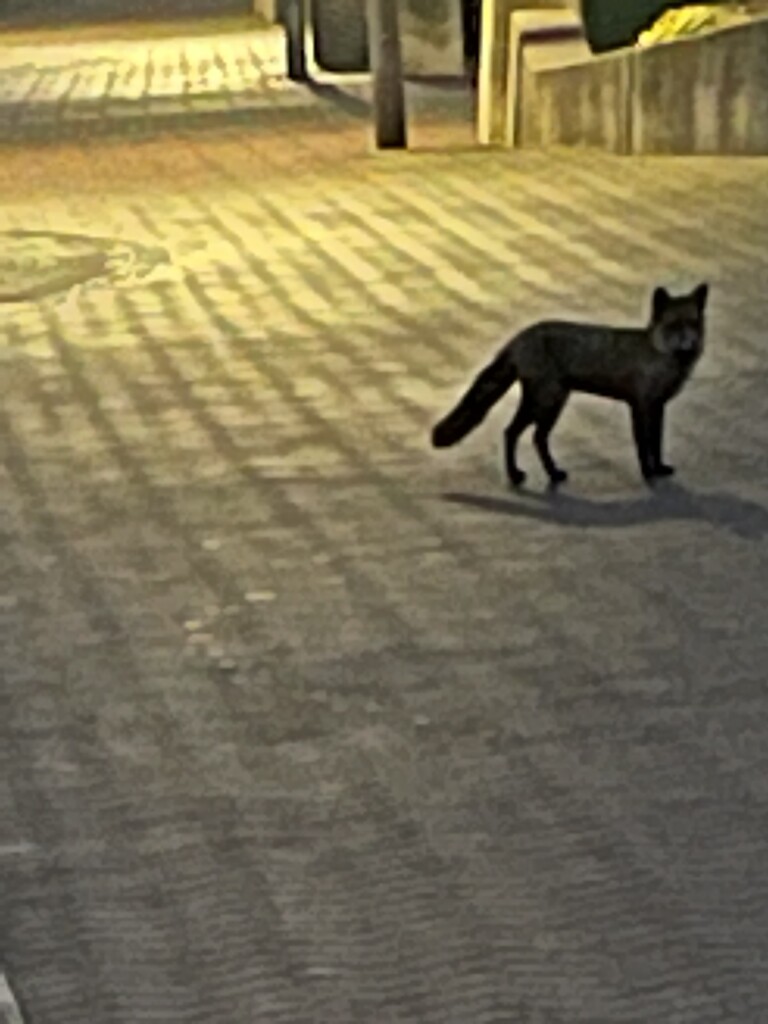 Fox encounter.  by bill_gk