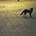 Fox encounter.  by bill_gk