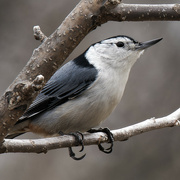 31st Mar 2023 - white-breasted nuthatch 