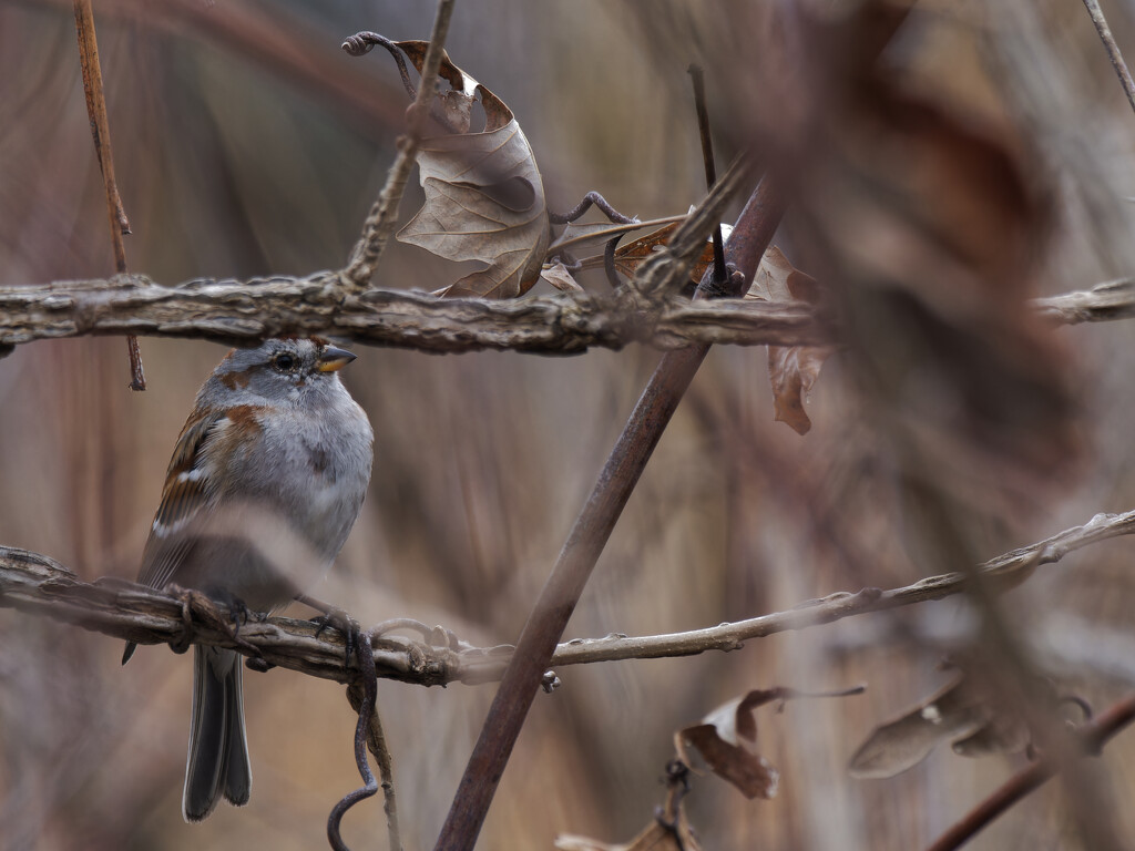 American tree sparrow by rminer