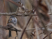 31st Mar 2023 - American tree sparrow