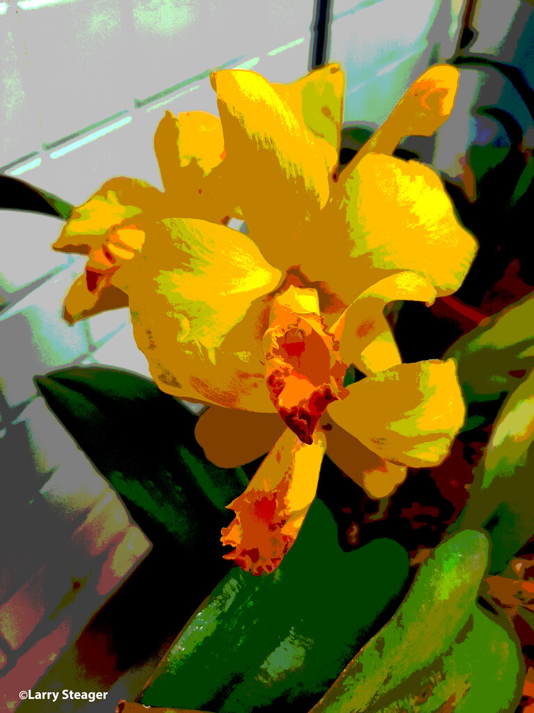 Yellow Orchid artistic posterized by larrysphotos