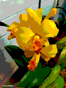 31st Mar 2023 - Yellow Orchid artistic posterized