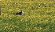 1st Apr 2023 - Cows in buttercups