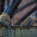 More Wet Birds by gardencat
