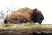 13th Mar 2023 - A big Bison