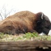 A big Bison by randy23