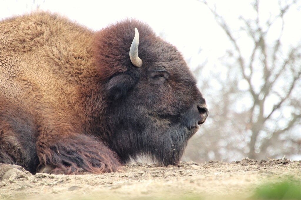Bison Profile  by randy23