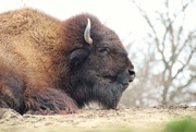 12th Mar 2023 - Bison Profile 