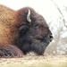 Bison Profile  by randy23