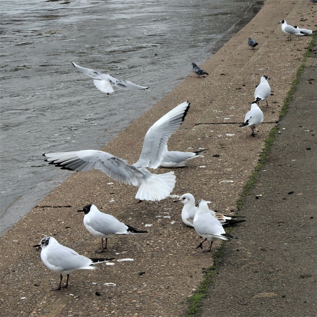 Black Headed Gulls by oldjosh