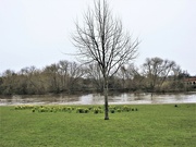 15th Mar 2023 - Trees by the Trent