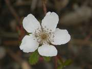 31st Mar 2023 - White Flower 