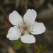White Flower  by sfeldphotos