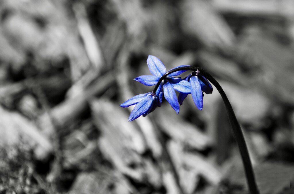 blue flower by amyk