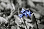 31st Mar 2023 - blue flower