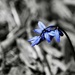 blue flower by amyk